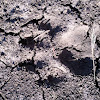 Large dog footprint