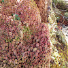 Red-Green Peat Moss