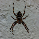 Cross Spider