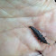 Firefly(larva)