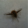 Bee-Fly (Bombylius major)