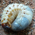 Asiatic or Coconut Rhinoceros Beetle larvae