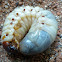 Asiatic or Coconut Rhinoceros Beetle larvae