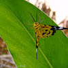 False tiger moth