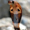 Indian cobra