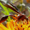 The South American Potter Wasp