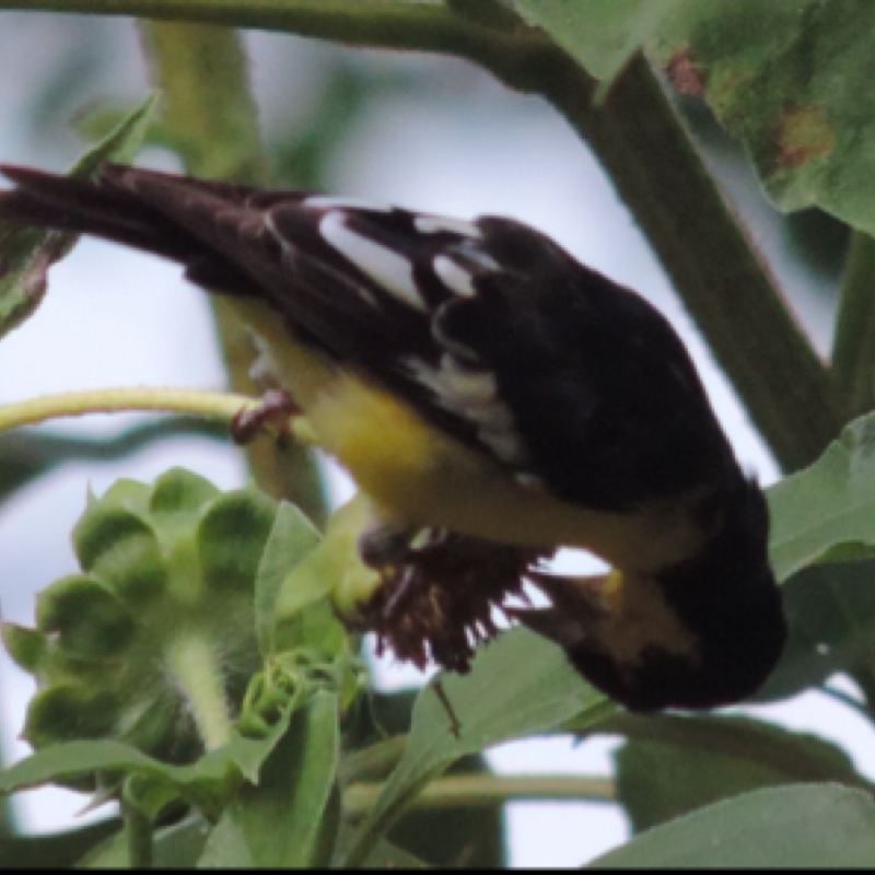 Lesser Goldfinch      male