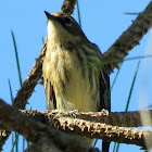 Yellow-rumped Warbler