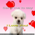 Talking pet and avatar videos logo