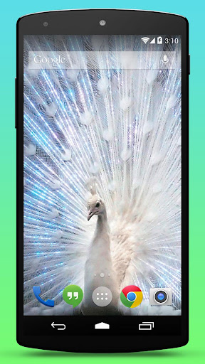 Diamond Peacock Live Wallpaper