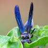 Synoeca Wasp