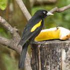 Golden-winged cacique