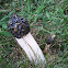 Black morel mushroom