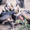Rüppell's vultures feeding