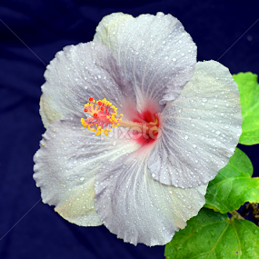 Lavender Hibiscus by Timothy Carney - Flowers Single Flower