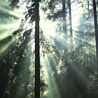 Spruce Woods