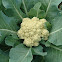 Cauliflower