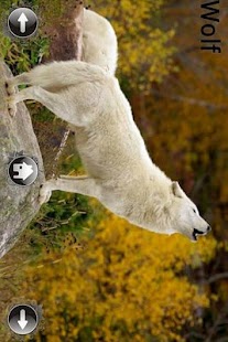 How to download Animal Sound Lite patch 1.2 apk for laptop