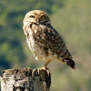 Coruja buraqueira (Burrowing Owl)