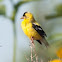 Yellow finch