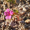 Bigelow's Monkey Flower