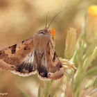 Eastern Bordered Straw Moth