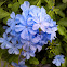 Blue Plumbago