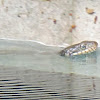 Plain-bellied water snake