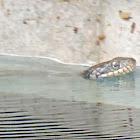 Plain-bellied water snake