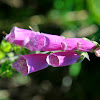 Fox Glove species