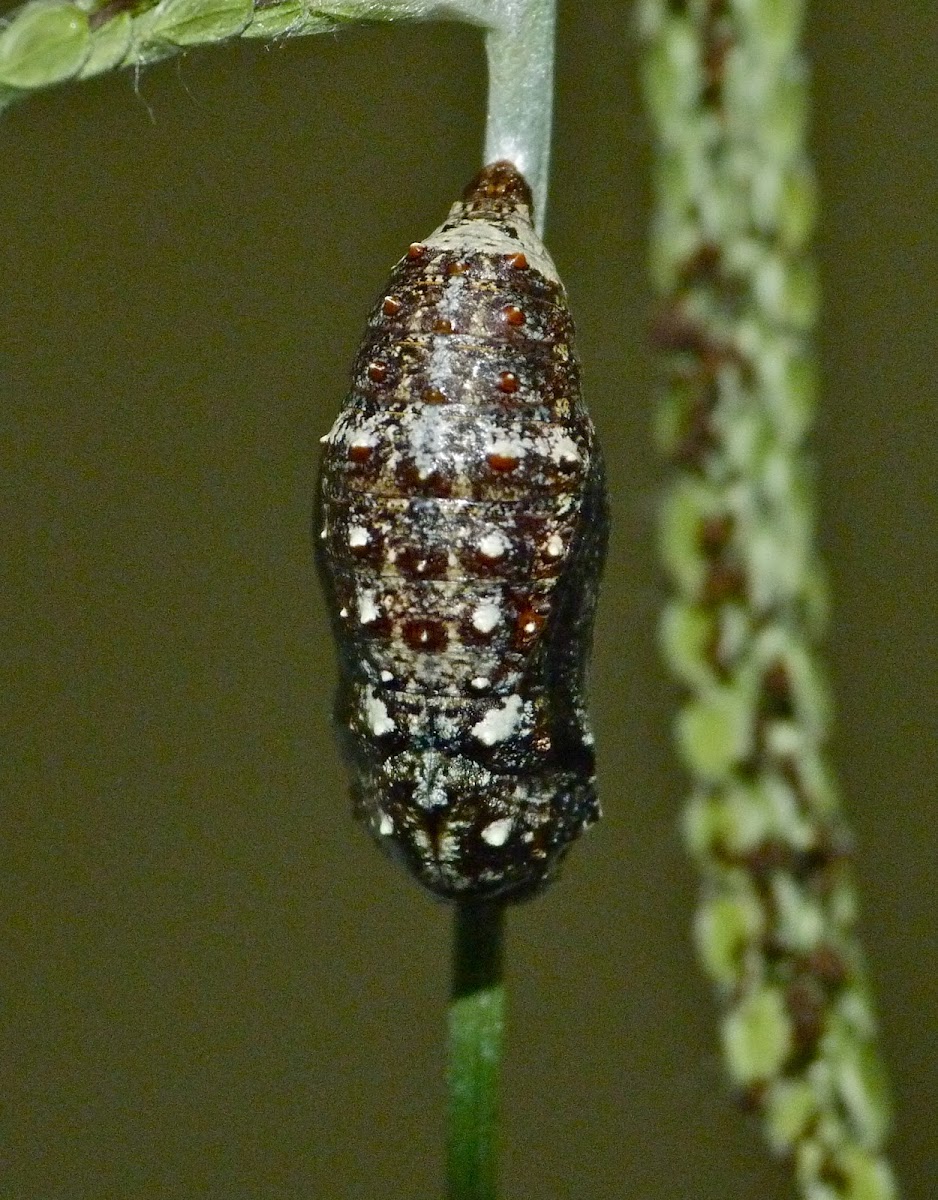 Common buckeye (chrysalis)