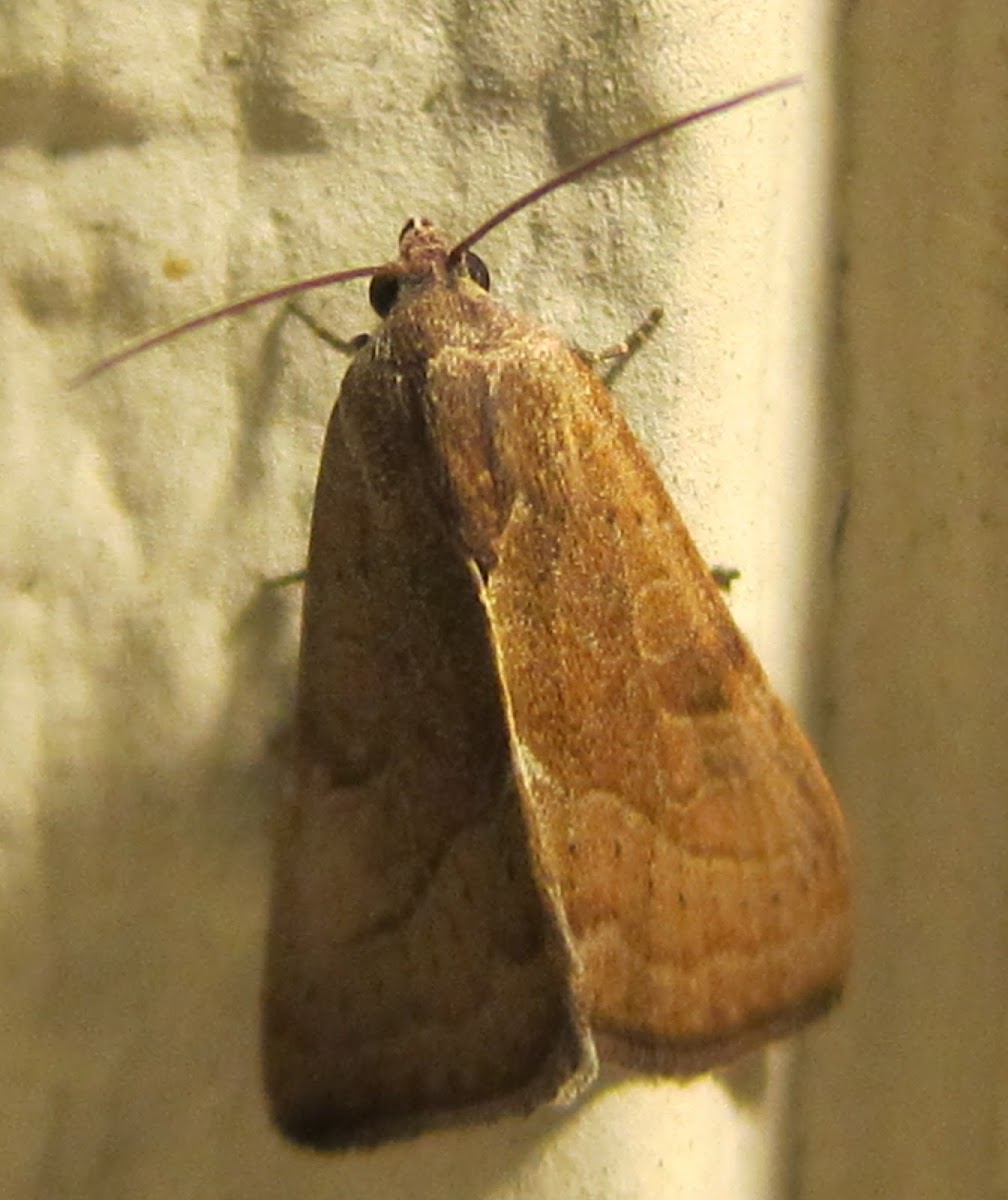 The Wedgling Moth