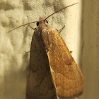 The Wedgling Moth