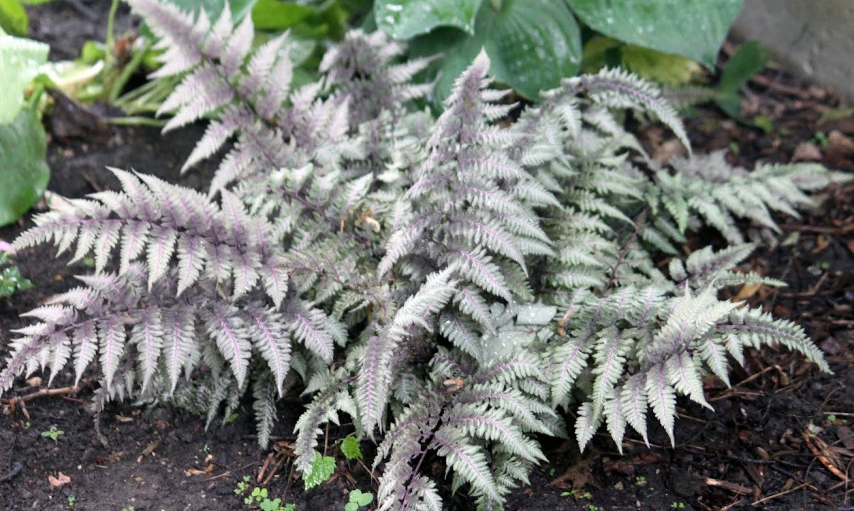 Japanese Painted Fern