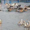 Spot-billed Pelican or Grey Pelican