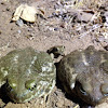 Western spade foot toads adults and juvenile