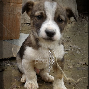 by Nikola Vučković - Animals Other