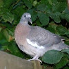 Common Wood Pigeon Chick