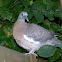 Common Wood Pigeon Chick