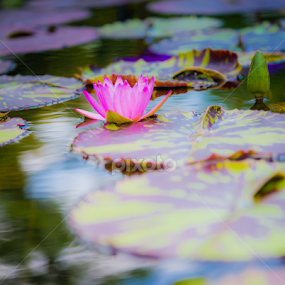 by Brian Kerr - Flowers Single Flower