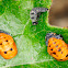 seven-spot ladybird puppae