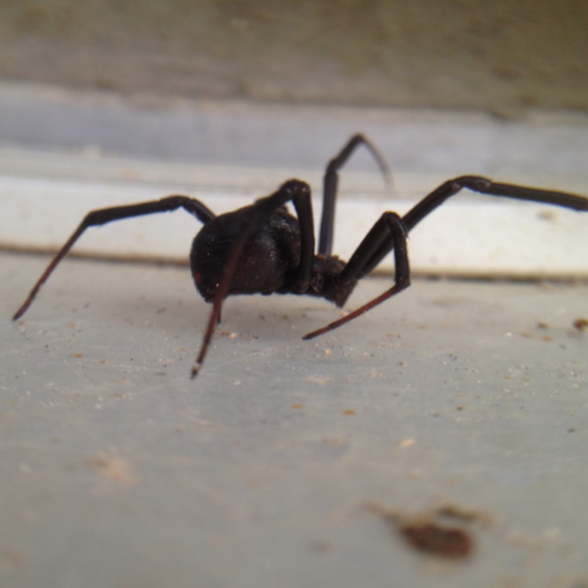 Spider - black widow-esque