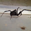 Spider - black widow-esque