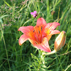 Orange lily/Ľalia cibuľkonosná