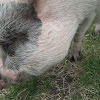Miniature Pot-bellied Pig
