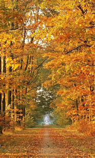 Netherlands Wallpapers Screenshots 2
