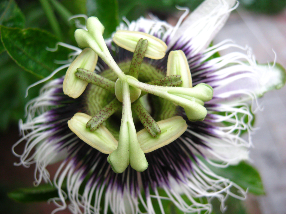 Passion Fruit Flower