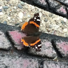 Red Admiral