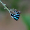 Blue-banded Bee (male)