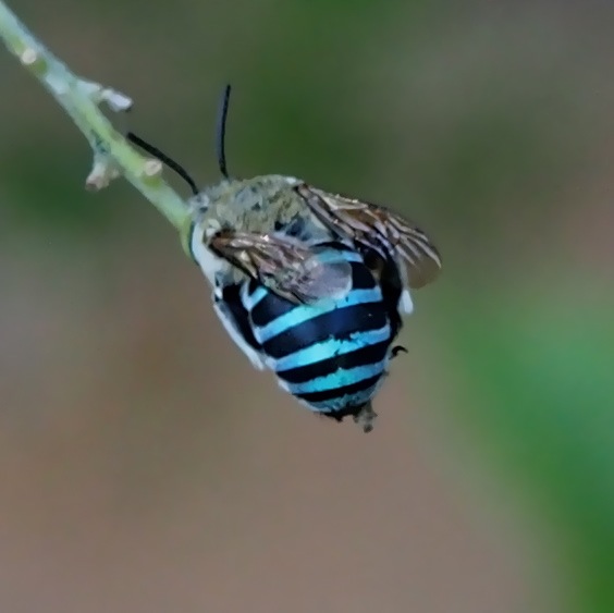 Blue-banded Bee (male)